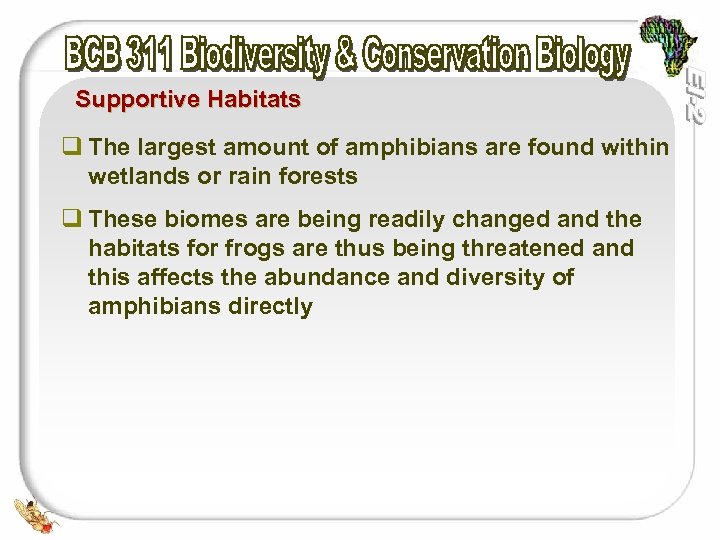 Supportive Habitats q The largest amount of amphibians are found within wetlands or rain
