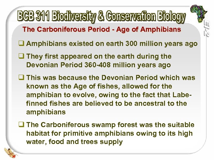 The Carboniferous Period - Age of Amphibians q Amphibians existed on earth 300 million