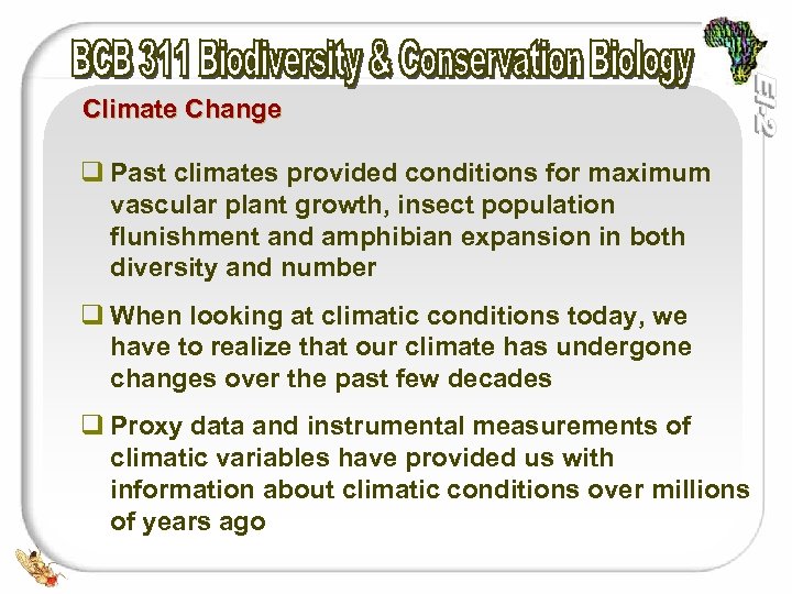 Climate Change q Past climates provided conditions for maximum vascular plant growth, insect population