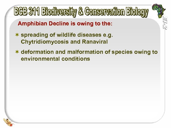 Amphibian Decline is owing to the: ¬ spreading of wildlife diseases e. g. Chytridiomycosis