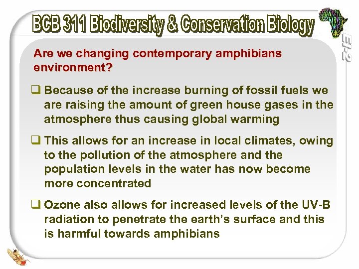Are we changing contemporary amphibians environment? q Because of the increase burning of fossil