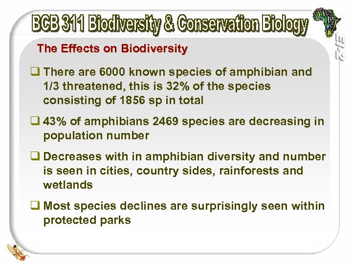 The Effects on Biodiversity q There are 6000 known species of amphibian and 1/3