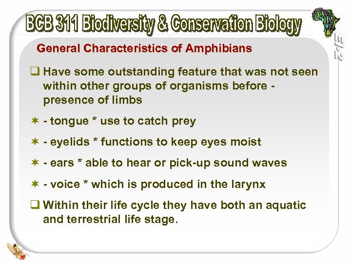 General Characteristics of Amphibians q Have some outstanding feature that was not seen within