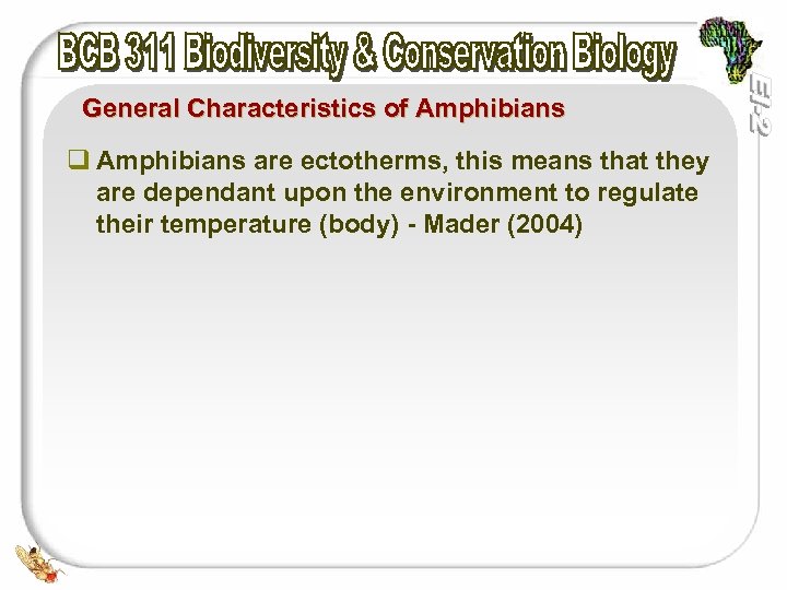 General Characteristics of Amphibians q Amphibians are ectotherms, this means that they are dependant