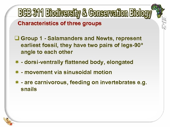 Characteristics of three groups q Group 1 - Salamanders and Newts, represent earliest fossil,