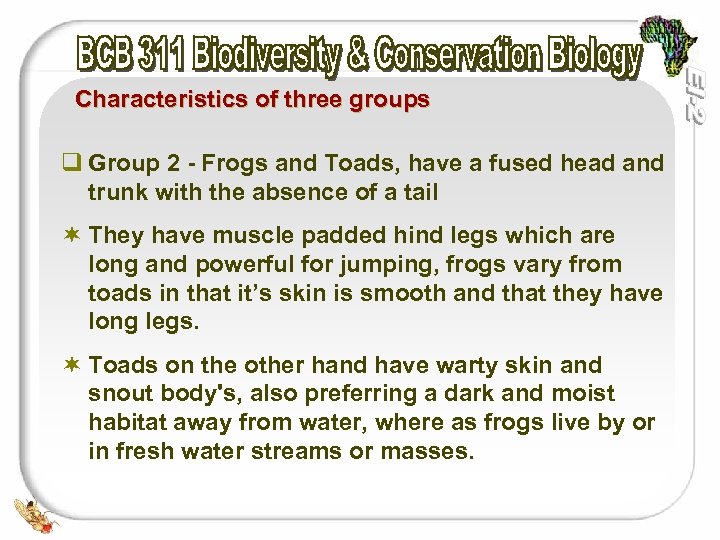 Characteristics of three groups q Group 2 - Frogs and Toads, have a fused