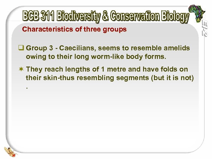 Characteristics of three groups q Group 3 - Caecilians, seems to resemble amelids owing