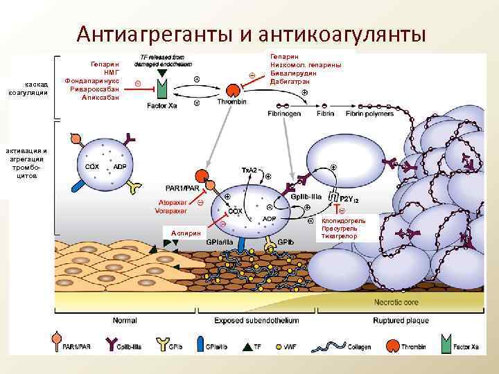 Антиагреганты и антикоагулянты презентация