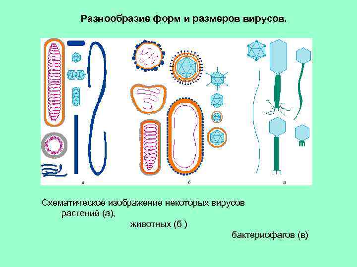 Нарисуйте формы и укажите размеры некоторых вирусов