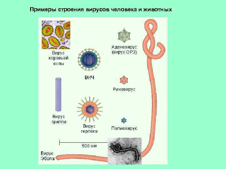 Примеры строения вирусов человека и животных 
