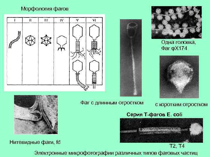 Фаги ваги картинки