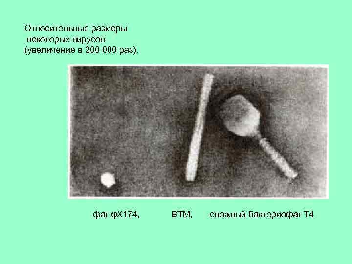 Относительные размеры некоторых вирусов (увеличение в 200 000 раз). фаг φX 174, ВТМ, сложный