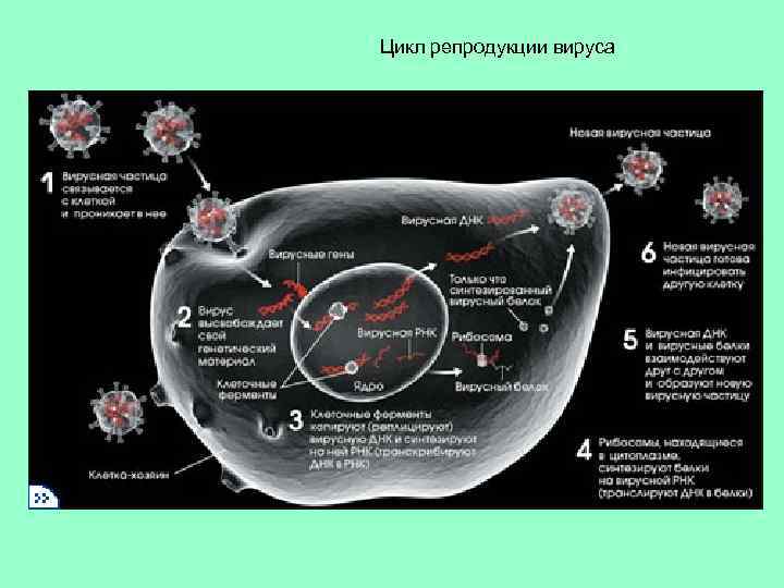 Цикл репродукции вируса 