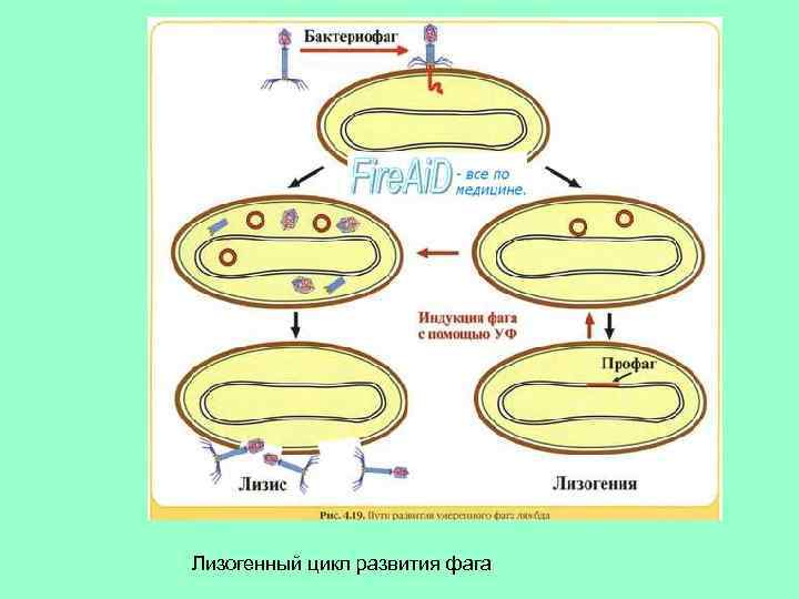 Лизогенный цикл развития фага 