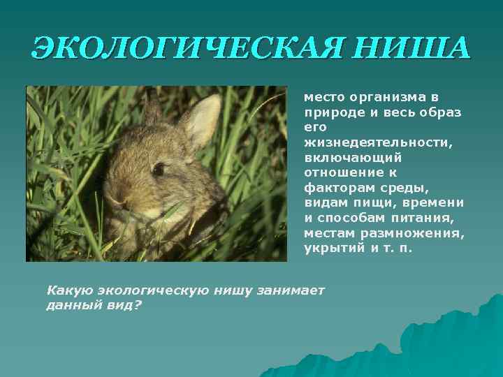 ЭКОЛОГИЧЕСКАЯ НИША место организма в природе и весь образ его жизнедеятельности, включающий отношение к