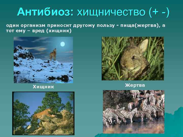 Антибиоз: хищничество (+ -) один организм приносит другому пользу - пища(жертва), а тот ему