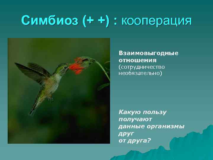 Симбиоз (+ +) : кооперация Взаимовыгодные отношения (сотрудничество необязательно) Какую пользу получают данные организмы