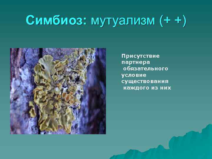 Симбиоз: мутуализм (+ +) Присутствие партнера обязательного условие существования каждого из них 