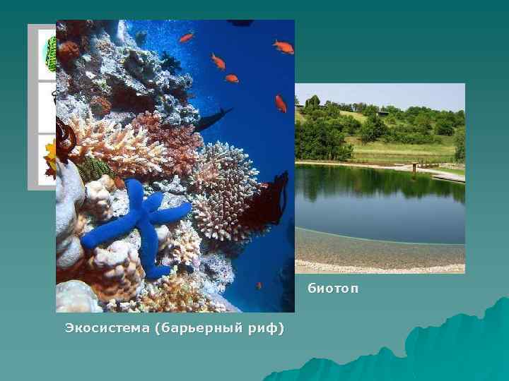 биоценоз биотоп Экосистема (барьерный риф) 