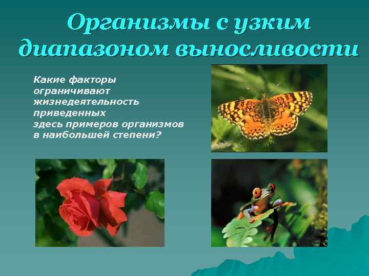 Организмы с узким диапазоном выносливости Какие факторы ограничивают жизнедеятельность приведенных здесь примеров организмов в