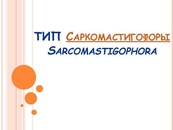 ТИП САРКОМАСТИГОФОРЫ SARCOMASTIGOPHORA 