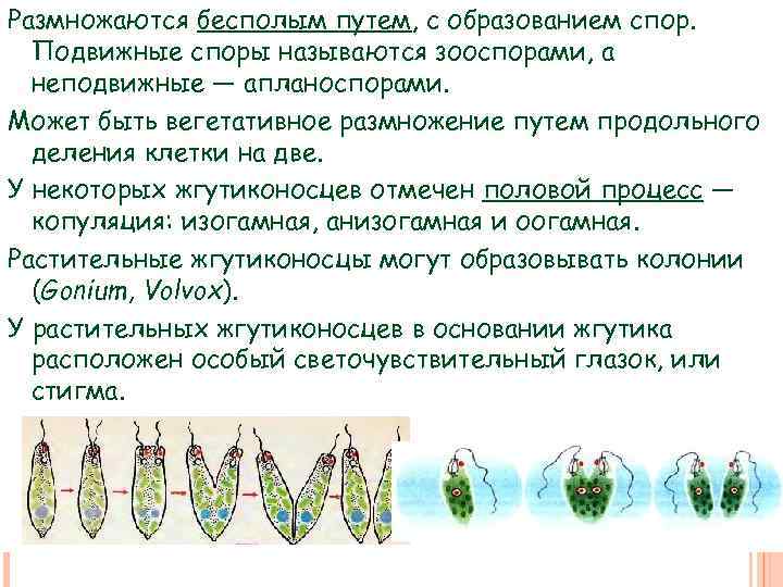 Размножаются бесполым путем, с образованием спор. Подвижные споры называются зооспорами, а неподвижные — апланоспорами.