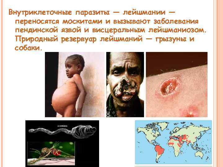 Внутриклеточные паразиты — лейшмании — переносятся москитами и вызывают заболевания пендинской язвой и висцеральным
