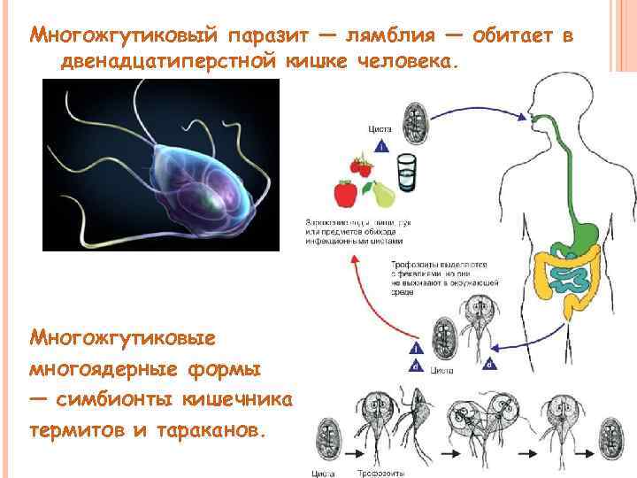 Многожгутиковый паразит — лямблия — обитает в двенадцатиперстной кишке человека. Многожгутиковые многоядерные формы —