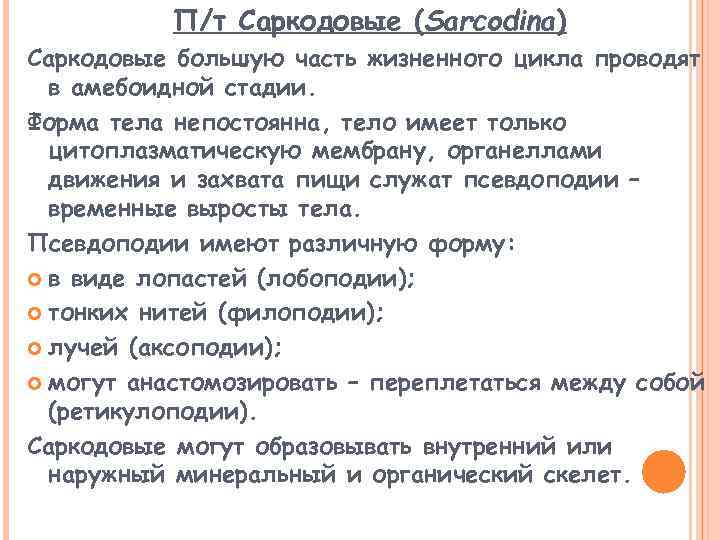 П/т Саркодовые (Sarcodina) Саркодовые большую часть жизненного цикла проводят в амебоидной стадии. Форма тела