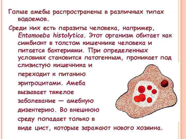 Голые амебы распространены в различных типах водоемов. Среди них есть паразиты человека, например, Entamoeba