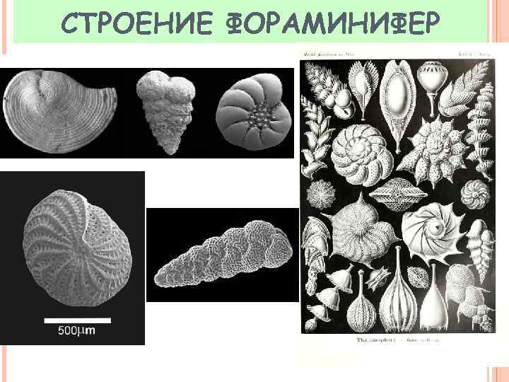 СТРОЕНИЕ ФОРАМИНИФЕР 