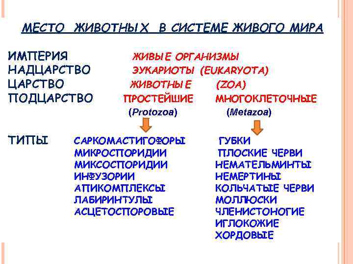 МЕСТО ЖИВОТНЫХ В СИСТЕМЕ ЖИВОГО МИРА ИМПЕРИЯ НАДЦАРСТВО ПОДЦАРСТВО ТИПЫ ЖИВЫЕ ОРГАНИЗМЫ ЭУКАРИОТЫ (EUKARYOTA)