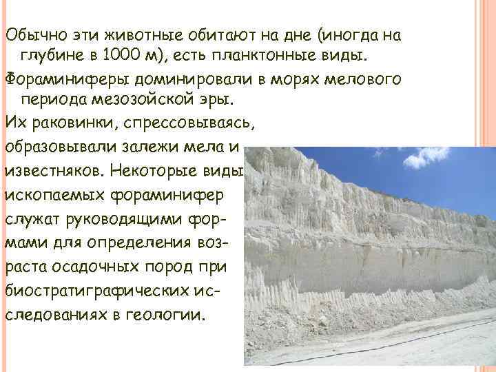 Обычно эти животные обитают на дне (иногда на глубине в 1000 м), есть планктонные