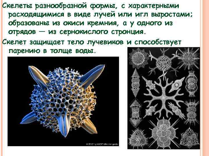 Скелеты разнообразной формы, с характерными расходящимися в виде лучей или игл выростами; образованы из