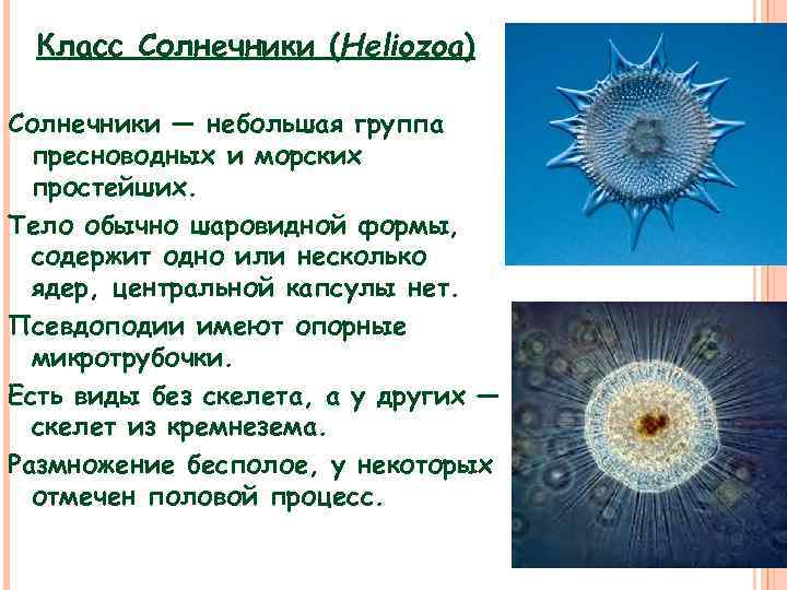 Класс Солнечники (Heliozoa) Солнечники — небольшая группа пресноводных и морских простейших. Тело обычно шаровидной