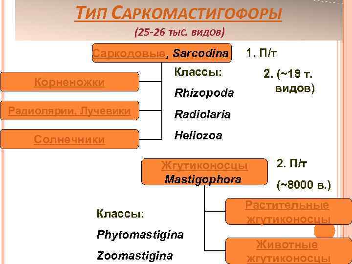 ТИП САРКОМАСТИГОФОРЫ (25 -26 ТЫС. ВИДОВ) Саркодовые, Sarcodina 1. П/т Классы: Корненожки 2. (~18
