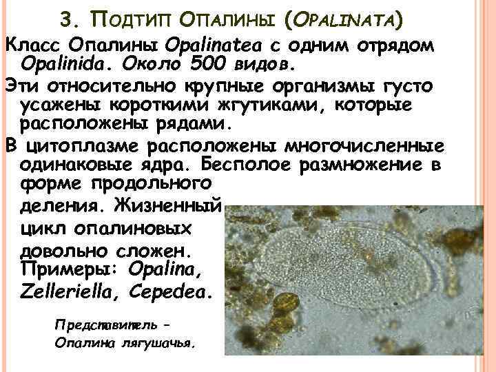 3. ПОДТИП ОПАЛИНЫ (OPALINATA) Класс Опалины Opalinatea с одним отрядом Opalinida. Около 500 видов.