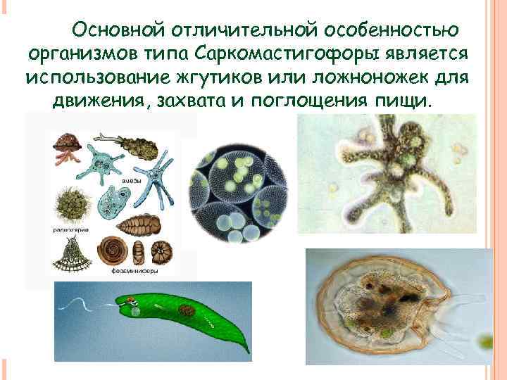Основной отличительной особенностью организмов типа Cаркомастигофоры является использование жгутиков или ложноножек для движения, захвата