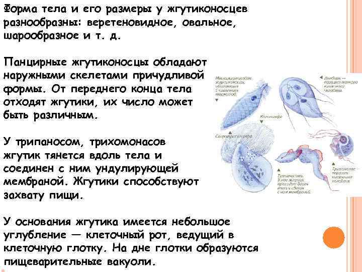 Форма тела и его размеры у жгутиконосцев разнообразны: веретеновидное, овальное, шарообразное и т. д.