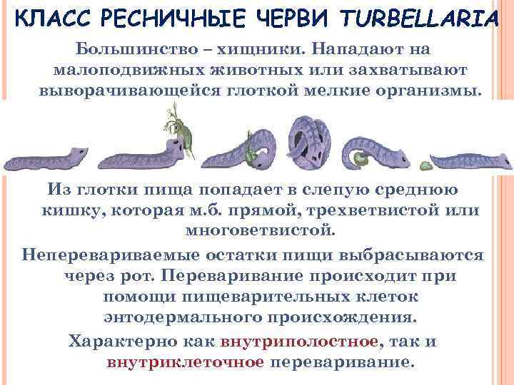 КЛАСС РЕСНИЧНЫЕ ЧЕРВИ TURBELLARIA Большинство – хищники. Нападают на малоподвижных животных или захватывают выворачивающейся