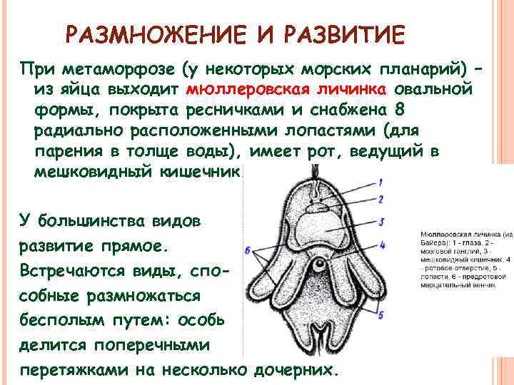 РАЗМНОЖЕНИЕ И РАЗВИТИЕ При метаморфозе (у некоторых морских планарий) – из яйца выходит мюллеровская