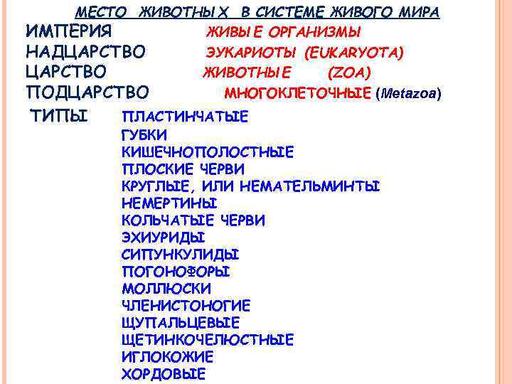 МЕСТО ЖИВОТНЫХ В СИСТЕМЕ ЖИВОГО МИРА ИМПЕРИЯ ЖИВЫЕ ОРГАНИЗМЫ НАДЦАРСТВО ЭУКАРИОТЫ (EUKARYOTA) ЦАРСТВО ЖИВОТНЫЕ