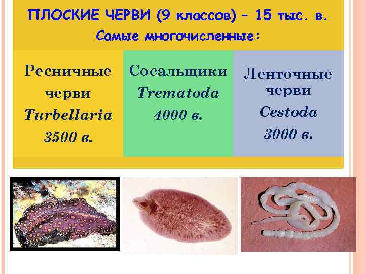 ПЛОСКИЕ ЧЕРВИ (9 классов) – 15 тыс. в. Самые многочисленные: Ресничные черви Turbellaria 3500