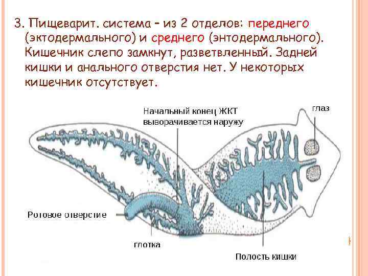 3. Пищеварит. система – из 2 отделов: переднего (эктодермального) и среднего (энтодермального). Кишечник слепо