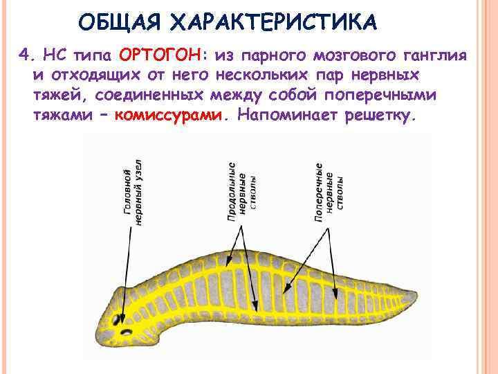 ОБЩАЯ ХАРАКТЕРИСТИКА 4. НС типа ОРТОГОН: из парного мозгового ганглия и отходящих от него