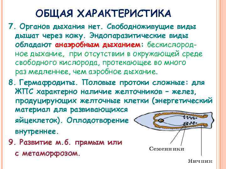 ОБЩАЯ ХАРАКТЕРИСТИКА 7. Органов дыхания нет. Свободноживущие виды дышат через кожу. Эндопаразитические виды обладают