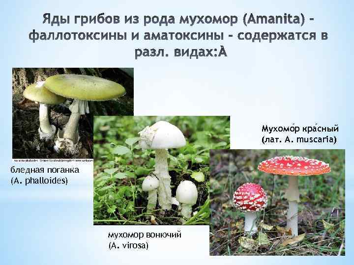 Мухомо р кра сный (лат. А. muscaria) бледная поганка (A. phalloides) мухомор вонючий (A.