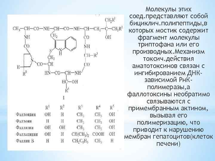 Молекулы этих соед. представляют собой бициклич. полипептиды, в которых мостик содержит фрагмент молекулы триптофана