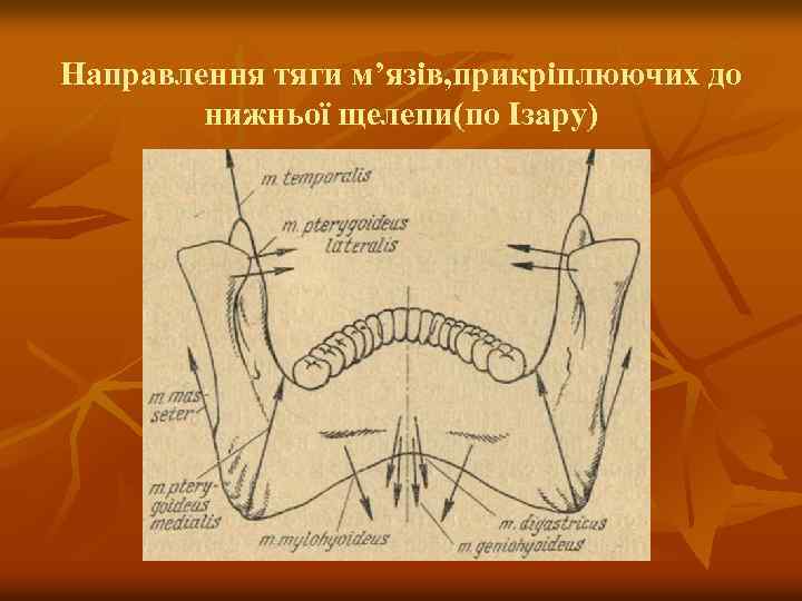 Направлення тяги м’язів, прикріплюючих до нижньої щелепи(по Ізару) 