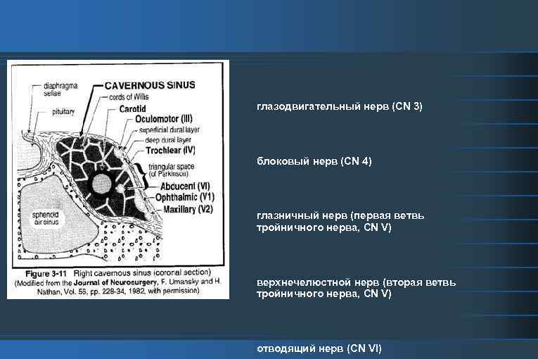 глазодвигательный нерв (CN 3) блоковый нерв (CN 4) глазничный нерв (первая ветвь тройничного нерва,